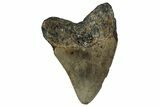 Fossil Megalodon Tooth - North Carolina #351176-1